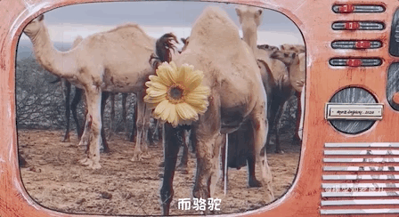 骆驼的驼峰竟然不是用来存水的？那它靠啥在沙漠里笑嘻嘻？