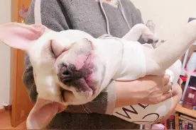 法国斗牛犬少人养的原因，第一点很真实图片
