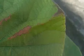 猕猴桃叶片枯萎脱落，教你看图快速识别猕猴桃的黑斑病图片