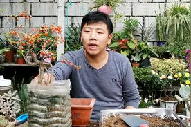 地里挖了一棵野枸杞，结满红果子，做一个优美的盆景，不花钱视频封面