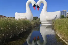 威海冷门景点“隆霞湖”，在西霞口动物园对面，有一对超大白天鹅图片