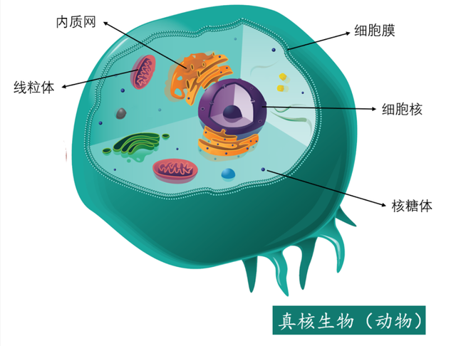 DNA里隐藏了生命所有的秘密，这是怎么实现的？