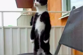 奶牛猫，最受欢迎的田园猫之一，为什么这么多人养？图片