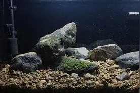 鱼缸铺底砂容易脏？原生鱼观赏鱼想养出状态，鱼缸底砂还是要用图片