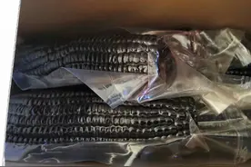 河套平原有机花青素紫玉米上市了图片