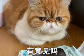 猫猫为啥总爱揣手手？为了卖萌（真不是）图片