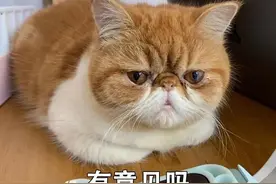 猫猫为啥总爱揣手手？为了卖萌（真不是）图片