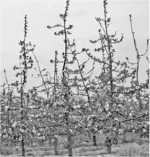 苹果细长纺锤形幼树整形修剪技术