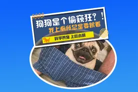 狗喜欢偷窥我上厕所，我是不是该报警了 #科学养宠# #居家铲屎官#