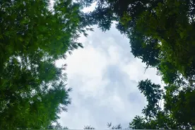 增城的小楼邓山：千亩百年乌榄树，梯田美景乡居乐图片