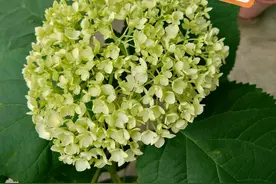 养了一个月的绣球花盆栽，枝条干枯叶片萎蔫还有救吗？图片