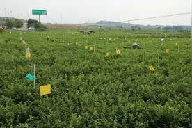 犍为：绿色防控+智能采摘 茉莉之乡展示“硬科技”图片