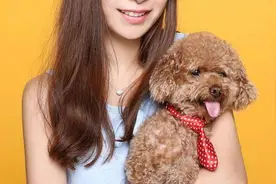 泰迪爱着你，才会有这些表现，装是装不出来的图片