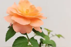 英语48个音标，清辅音、浊辅音有哪些？傻傻分不清楚？图片