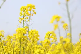 踏青春游 山西底百亩油菜花绽放邀约图片