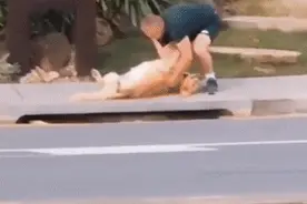 为什么边牧不喜欢和别的狗狗一起玩？因为它很可能不觉得自己是狗图片