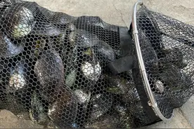 湖南钓友在水库钓鱼，沙滩上捡了一大袋河蚌，这能吃？图片