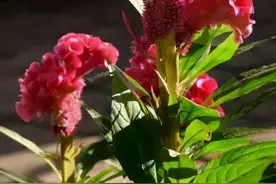 十日谈 | 鸡冠小记图片