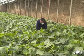 【五无甘南•秘境卓尼】深植以全域无公害为突破的“绿色水土”图片