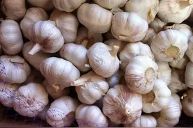 保存大蒜，不要直接放冰箱！蒜农教你5招，不发芽不干瘪，1年不坏图片