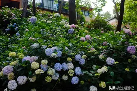 藏在苍山洱海之间的“秘密花园”：云南大理寂照庵图片