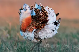 林草科普|大鸨：风度翩翩的草原大鸟图片