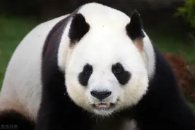 重庆和四川，到底是同源还是两个地方？中间鬼过场多得很图片