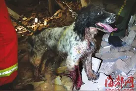 刚刚！福州“最敬业”搜救犬，走失一天一夜后被找到图片
