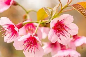 40岁中年女子跟男邻居婚外情，老公却毫不知情图片