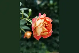美美的粉橙复古色月季图片