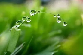 赶紧收藏！19种常见保护性杀菌剂怎么用？讲得全面又明白图片