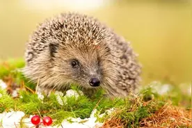 冬眠和蛰伏图片