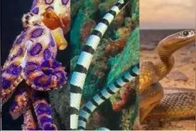 地球上公认的最毒生物，比眼镜蛇毒200倍图片