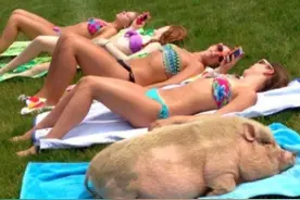 完美的队形总有一个乱入者让画风突变图片