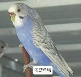 黄绿鱼鳞鹦鹉
