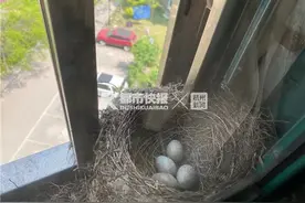 杭州女子家阳台来了一家人，她特地重买路由器24小时直播！婆婆严令：腾出房间，禁止进出图片