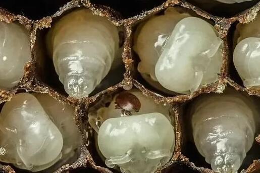 6娆惧崠鐤簡鐨勯櫎铻ㄧ殏姣旀嫾锛侀櫎铻ㄧ殏鐪熺殑鑳介櫎铻ㄥ悧锛熻繕鏄蹇芥偁浜嗭紵