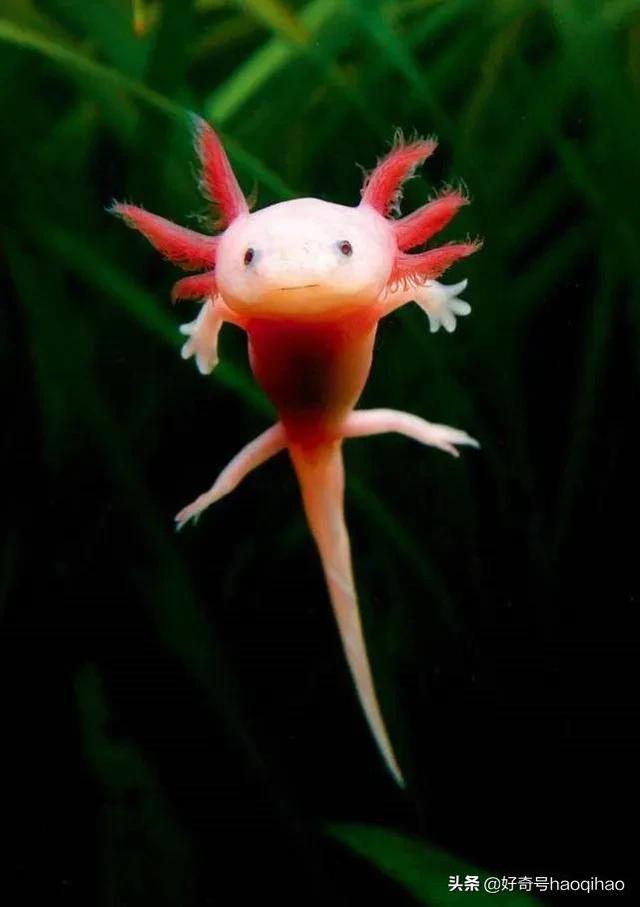 六角龙吃什么东西,六角恐龙鱼,拥有自然界最强治愈能力,能重生脑部