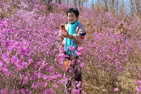 杜鹃花正开 请到阿荣来图片