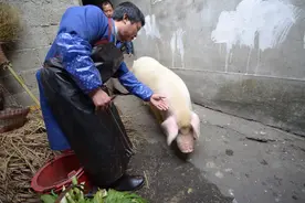 最严杀猪令下达，有人被罚10万，农民不能在家“杀年猪”了？图片