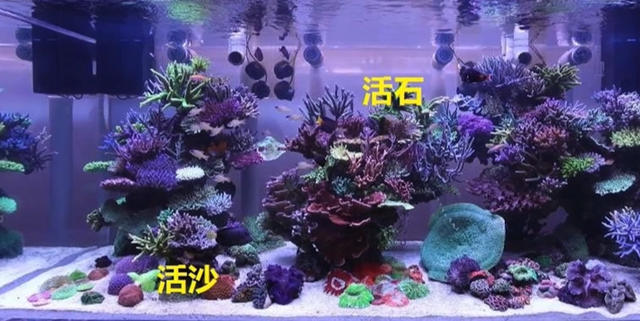 活石！海水鱼缸的核心之一