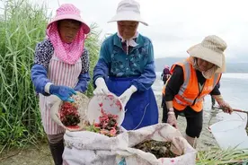 洱海的“失策”：福寿螺已呈现泛滥态势，为啥弄得一地鸡毛？图片