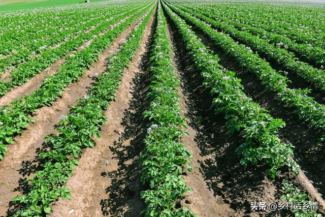 五月份正是土豆生长关键期，做好两个措施，薯块个头大结得还多
