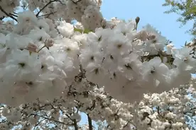 安丘惊现“最美景观路”！宛如粉色隧道！美到窒息~海量图片频来袭~图片