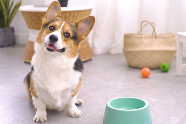 閾插睅瀹樹拱鐨勮繖6绉嶇嫍鐙楄惀鍏诲搧锛屽叏鏄櫤鍟嗙◣锛? onerror=