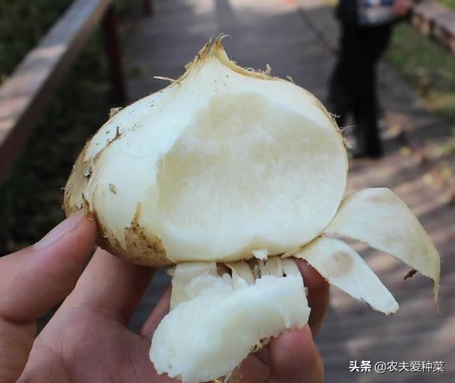 白地瓜的营养成分(1种有名的地下水果) - 桓桂百科号