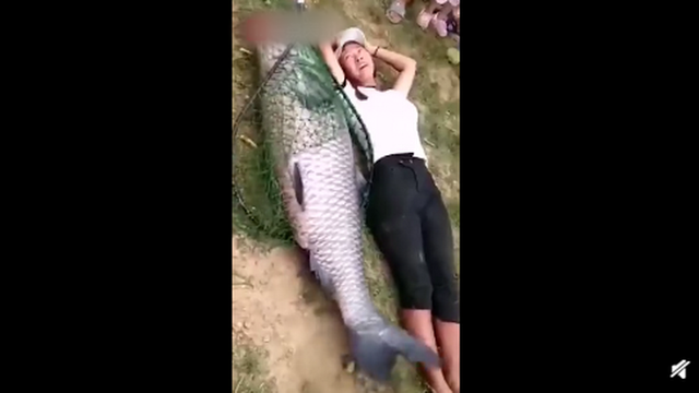 青根鱼 2025年青根鱼是什么鱼