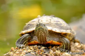 乌龟虽很耐饿，也不能长时间不喂，乌龟一般多少天会饿死图片