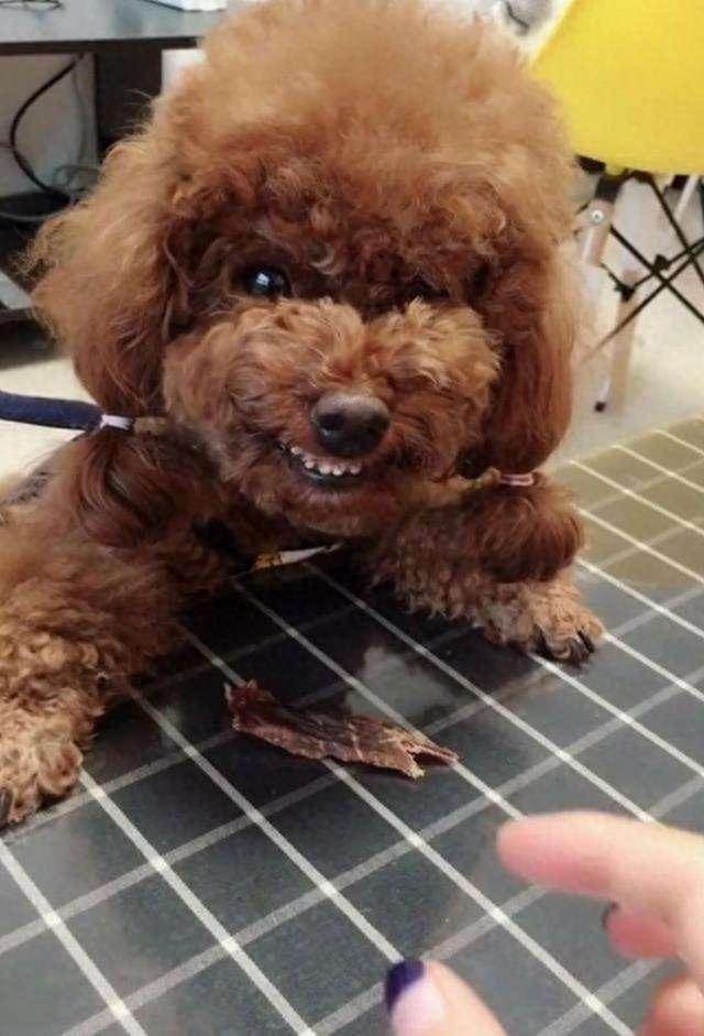 贵宾犬，贵宾犬图片 配图04