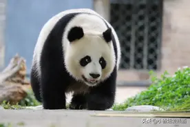 励志熊猫妈妈水秀，我们一样可以飒爽英姿的走路，一样可以带崽图片